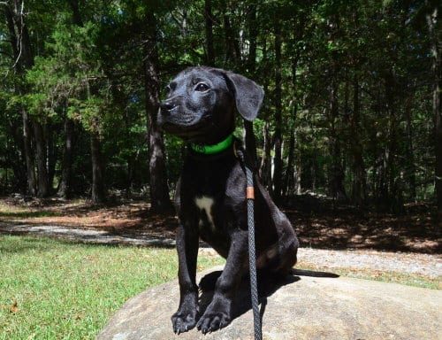 Photo of Eddy, adoptable Pit Bull Terrier in Willingboro, New Jersey