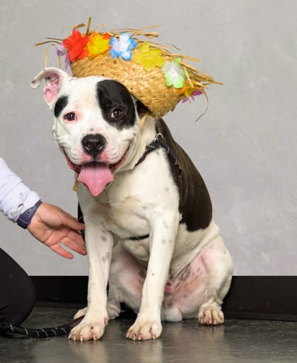 Photo of Boss, adoptable dog in Atlanta, Georgia