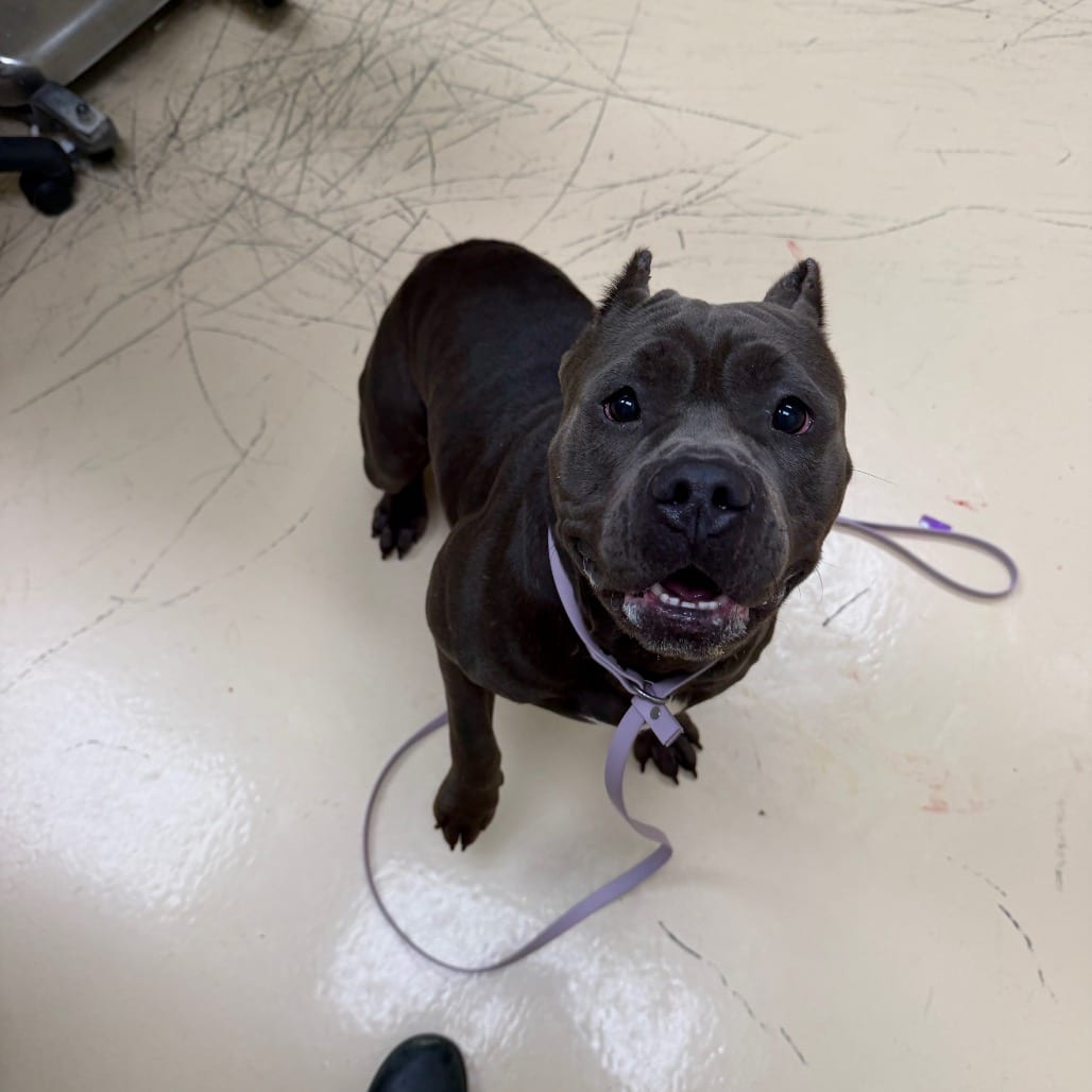 Photo of Pumpkin, adoptable Mixed Breed (Medium) in Winston-Salem, North Carolina