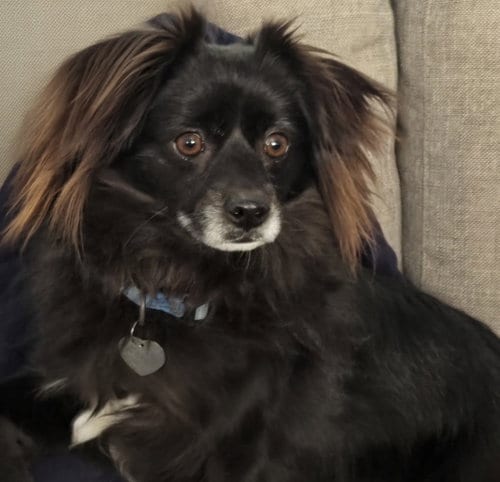 Photo of Domino, adoptable Pomeranian in Los Angeles, California