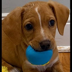 Photo of Copper, adoptable Dachshund in Hartwell, Georgia