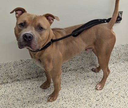 Photo of Jojo, adoptable dog in Atlanta, Georgia