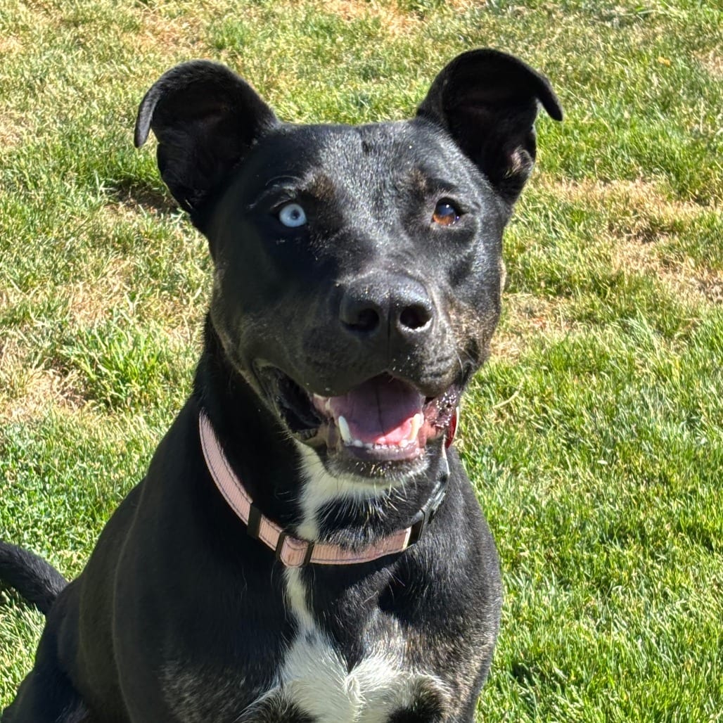 Photo of Bear, adoptable Mixed Breed (Large) in Medford, Oregon
