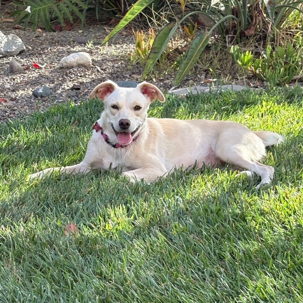 Photo of June, adoptable Retriever, Yellow Labrador in Oceanside, California