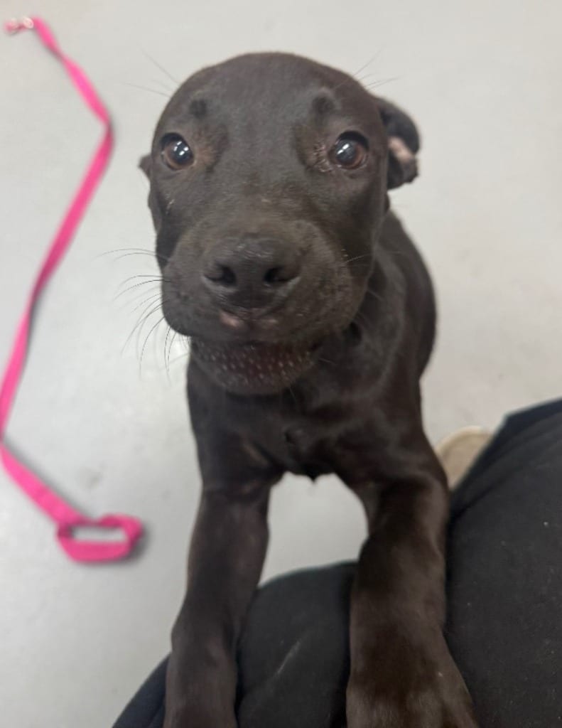 Photo of Harriet (Hx2), adoptable Labrador Retriever in Hartsville, South Carolina