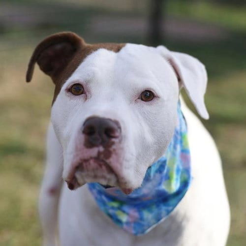 Photo of Sheila, adoptable American Staffordshire Terrier in San Antonio, Texas