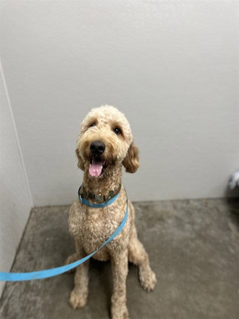 Photo of Fabio, adoptable Poodle (Standard) in Rosenberg, Texas