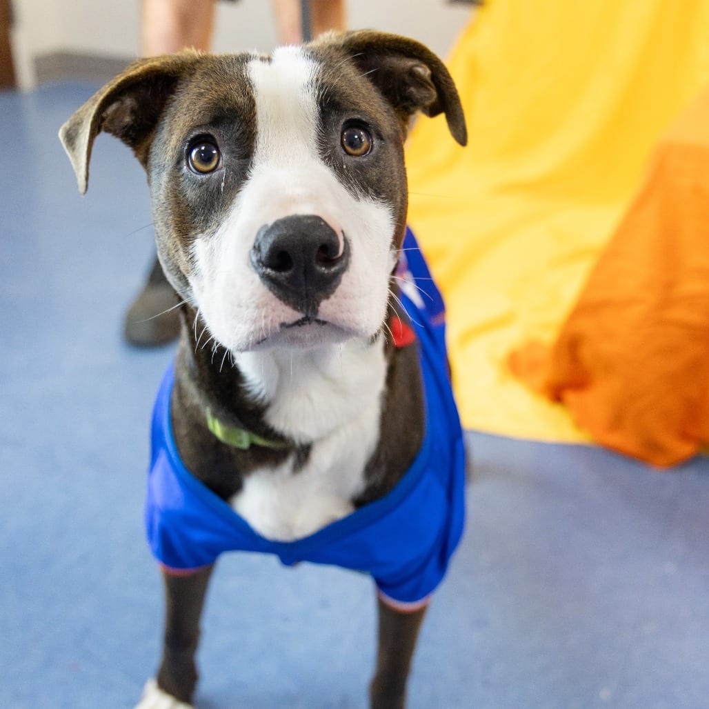 Photo of Teriyaki, adoptable Mixed Breed (Medium) / None in Gainesville, Florida