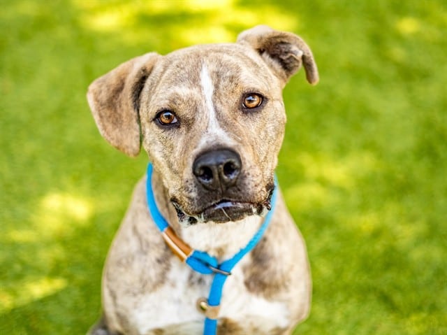 Photo of Cashew, adoptable Cane Corso mix in San José, California