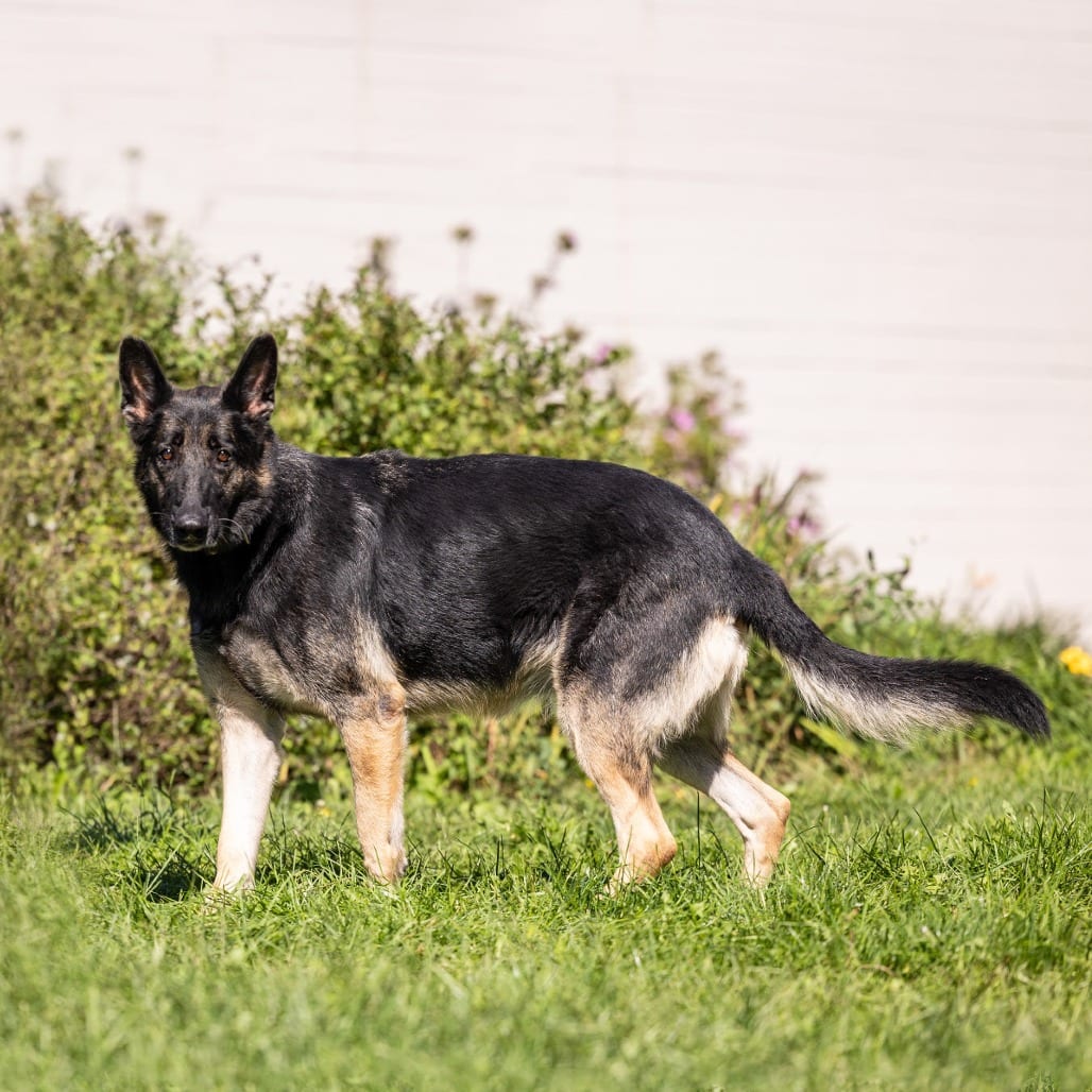 Photo of Daisy, adoptable Shepherd, German in Council Bluffs, Iowa