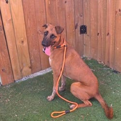 Photo of Janice, adoptable Boxer Shepherd (Unknown Type) in Hartford, Connecticut