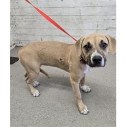 Photo of Mango, adoptable American Pit Bull Terrier in San Bernardino, California