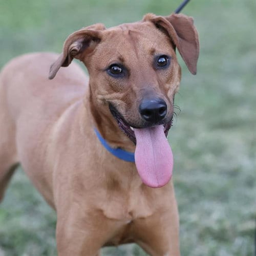 Photo of Pearl, adoptable Doberman Pinscher in Modesto, California