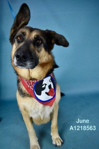 Photo of June, adoptable German Shepherd Dog in Bakersfield, California