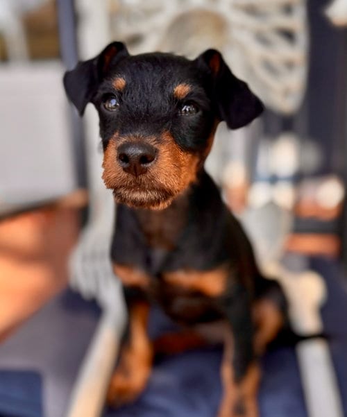 Photo of Beyond, adoptable Miniature Schnauzer in Romoland, California