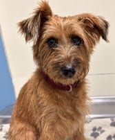 Photo of Zena, adoptable Schnauzer in West Bloomfield, Michigan