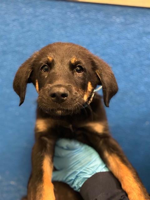 Photo of River, adoptable German Shepherd Dog in Visalia, California