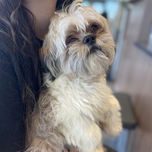 Photo of Luca, adoptable Shih Tzu in Fort Collins, Colorado