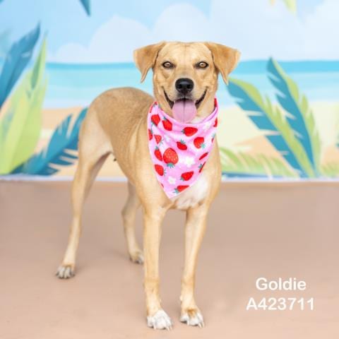 Photo of Goldie, adoptable Labrador Retriever in Conroe, Texas