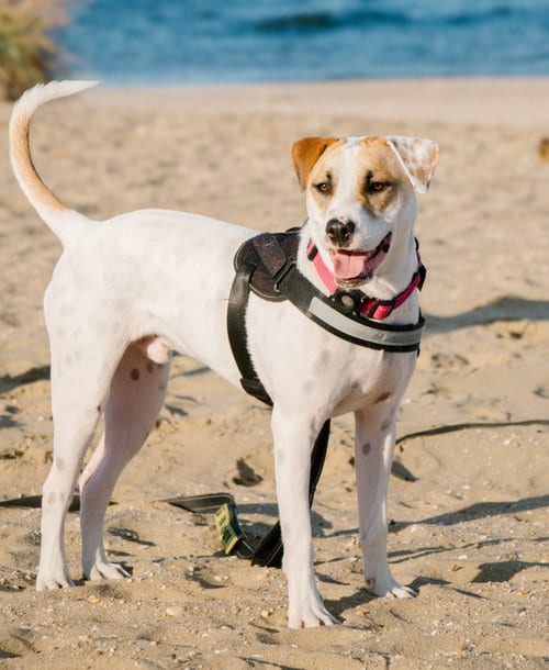 Photo of Apache - Little Trooper, adoptable Pointer in Oakhurst, New Jersey