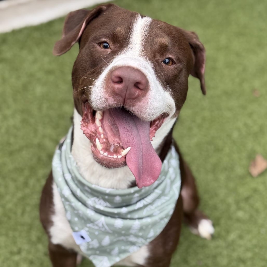 Photo of Zippy Paws, adoptable Mixed Breed (Medium) in Greensboro, North Carolina