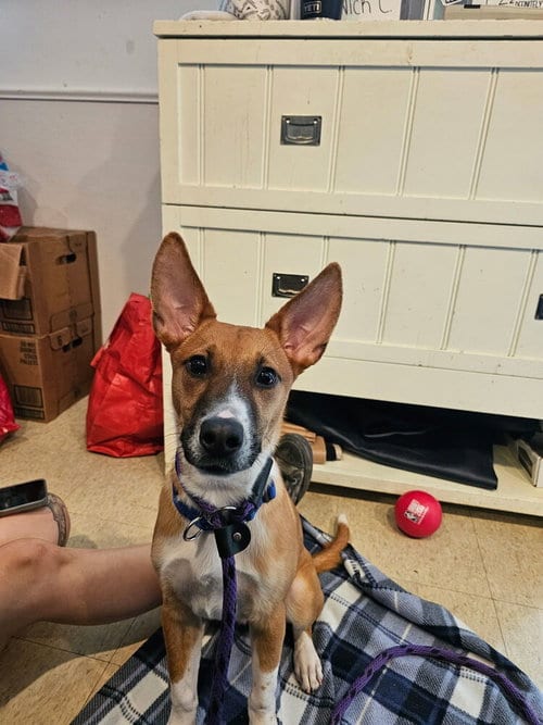 Photo of Lee the Loving, adoptable Terrier in Brewster, New York