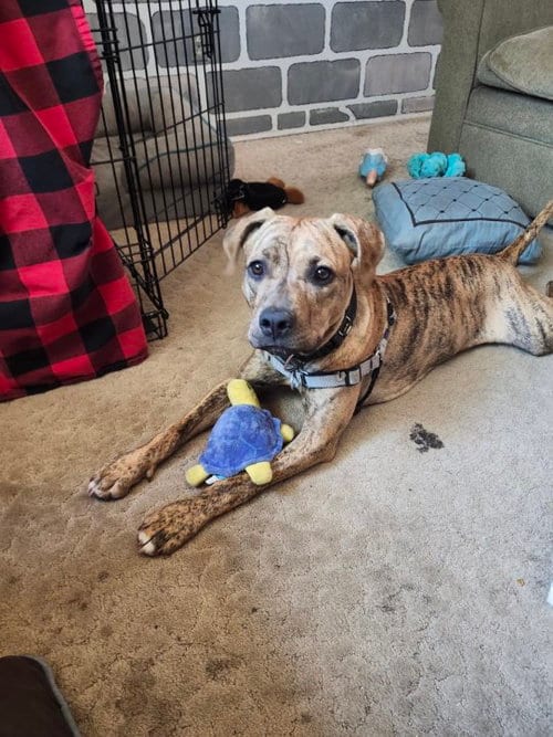Photo of Tweety, adoptable Pit Bull Terrier in Fort Collins, Colorado