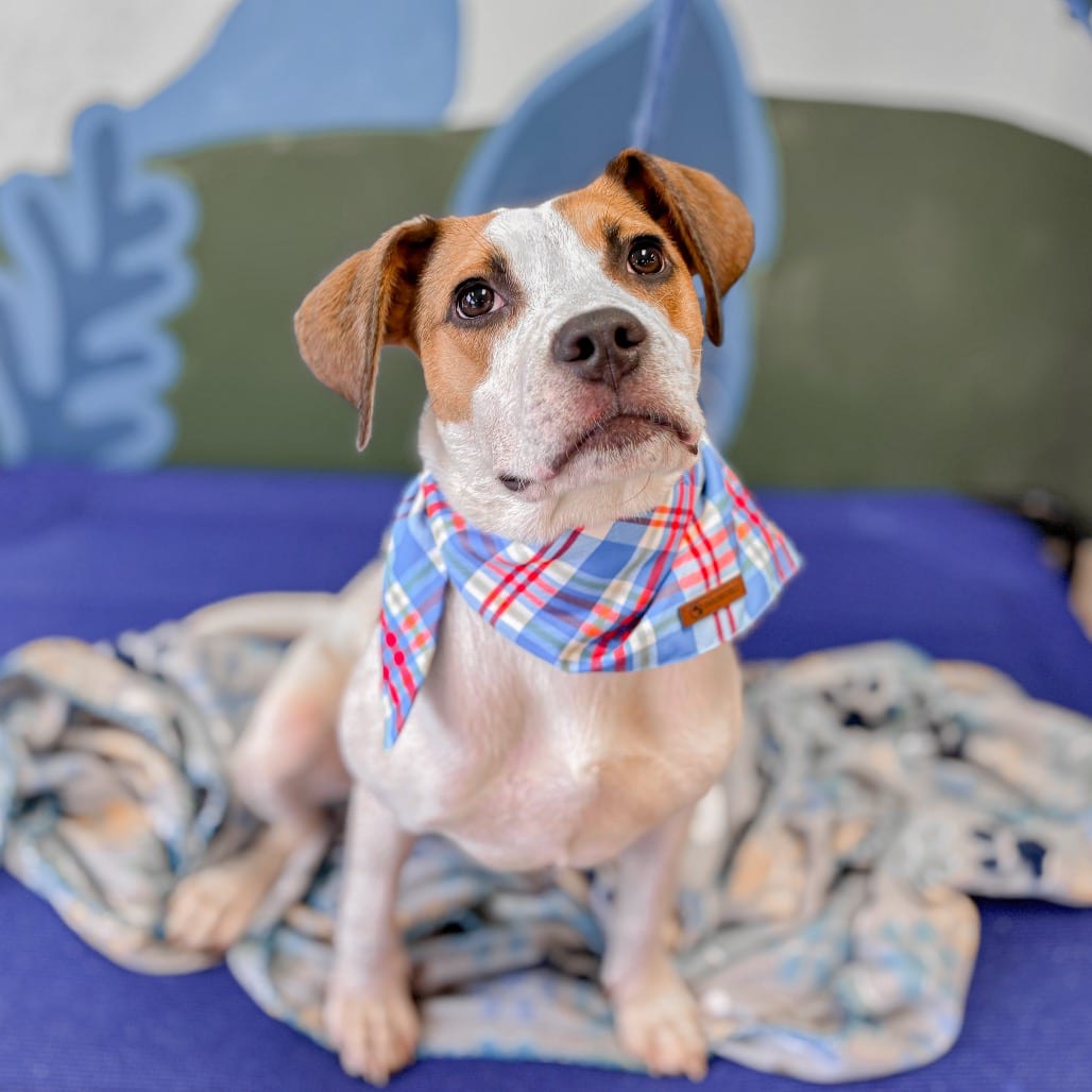 Photo of Mater, adoptable Beagle / Mixed Breed (Medium) in Ohio, Ohio