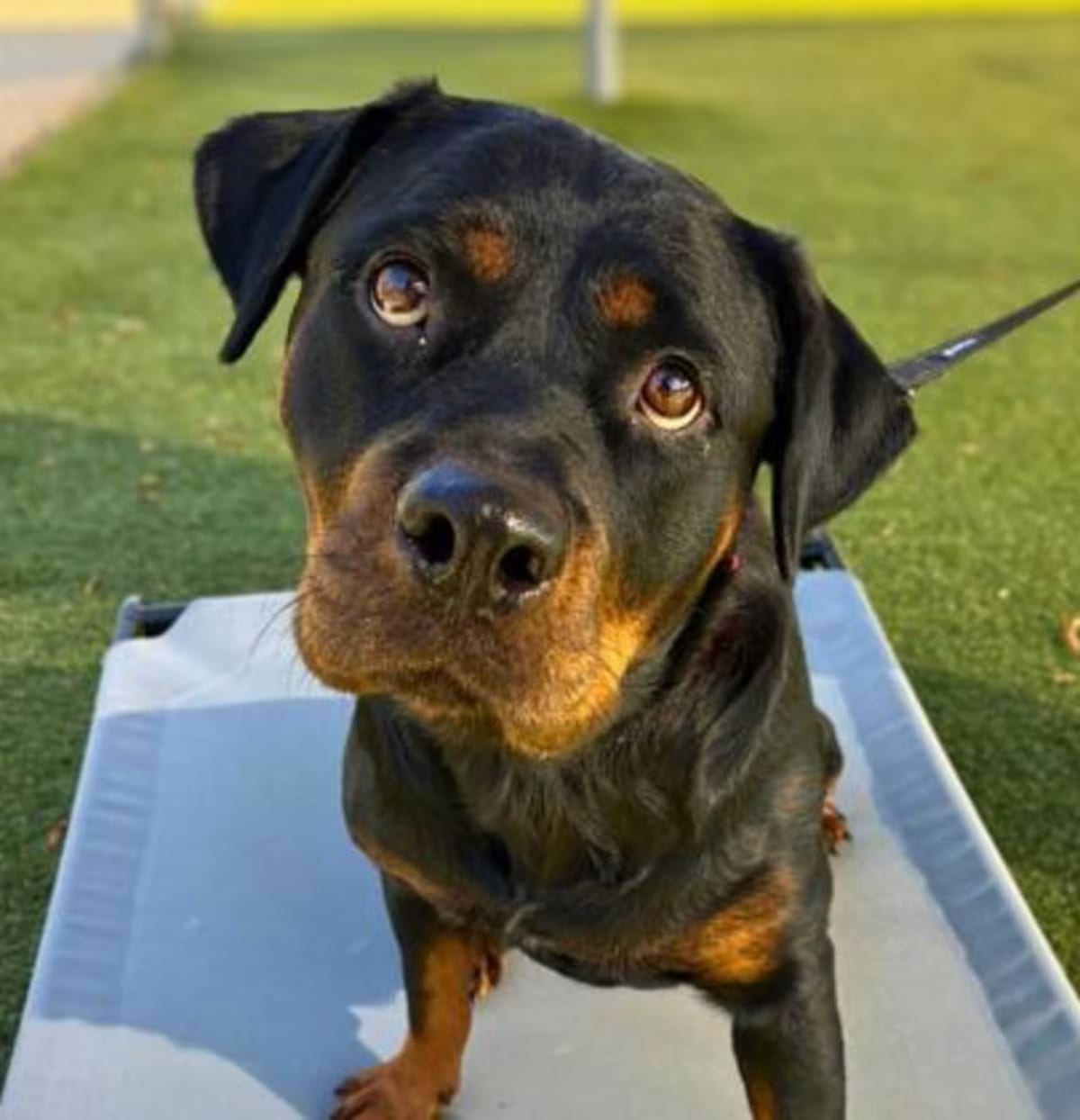 Photo of Eve, adoptable Rottweiler in Gastonia, North Carolina
