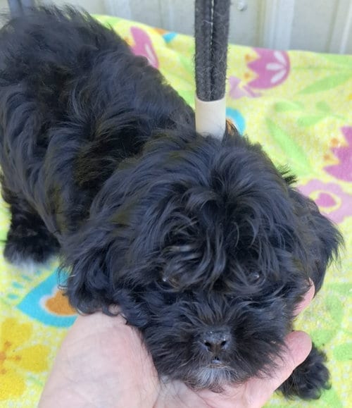 Photo of Rogue, adoptable Shih Tzu in Mountain View, Missouri