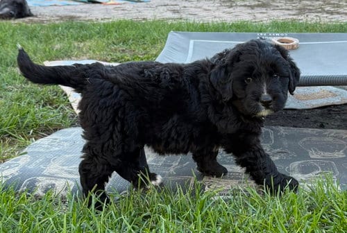 Photo of Butter, adoptable Australian Shepherd in Hillside, Illinois