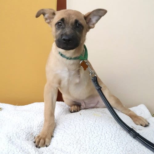Photo of Frogger, adoptable German Shepherd Dog in St. Paul, Minnesota