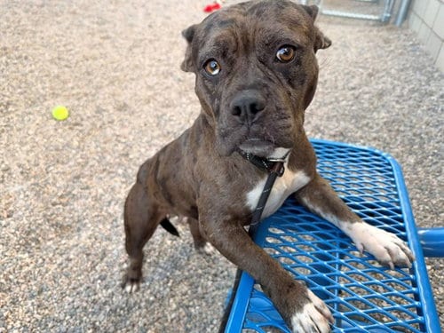 Photo of June Bug, adoptable French Bulldog in Mesa, Arizona