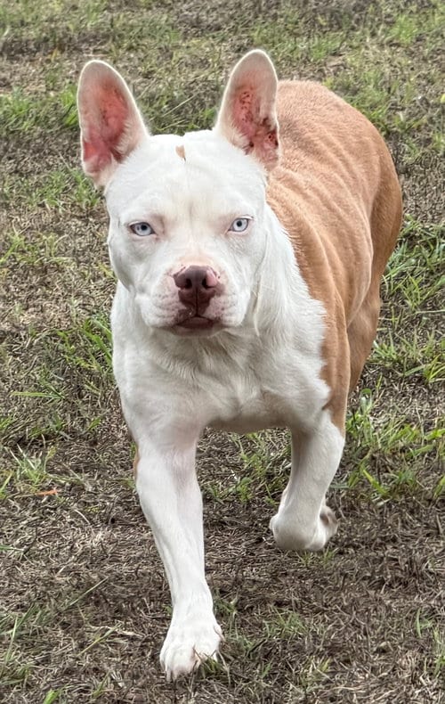 Photo of Sydney, adoptable English Bulldog in Farmersville, Texas