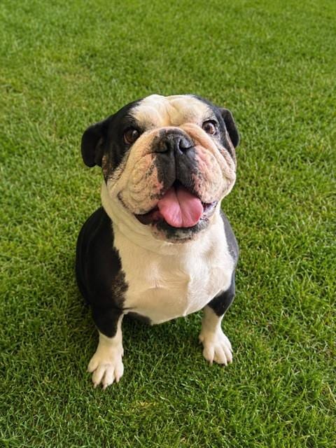 Photo of Tubitha, adoptable English Bulldog in Lancaster, California