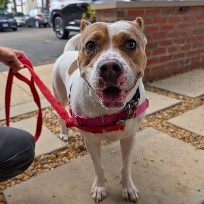 Photo of Tanner, adoptable Pit Bull Terrier in East Smithfield, Pennsylvania