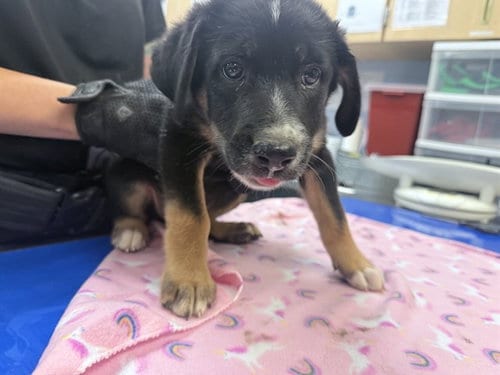 Photo of Perth, adoptable Australian Cattle Dog/Blue Heeler in Phoenix, Arizona