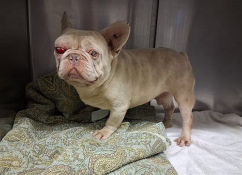 Photo of A5804815, adoptable French Bulldog in Gardena, California