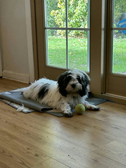 Photo of Emmit, adoptable Shih Tzu in Holbrook, New York