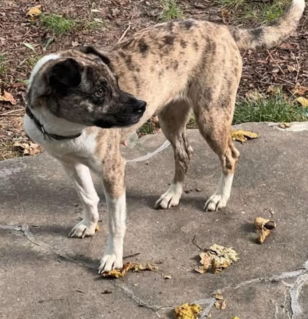 Photo of Luna, adoptable Catahoula Leopard Dog Mixed Breed (Medium) in Overland Park, Kansas