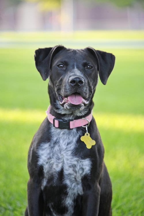 Photo of Dolly Lu, adoptable Boxer in Sandy, Utah