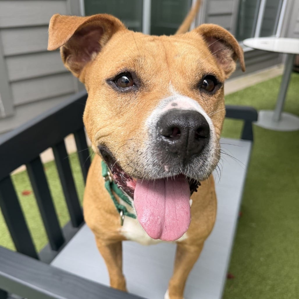 Photo of Buttercup, adoptable Mixed Breed (Large) in Greensboro, North Carolina