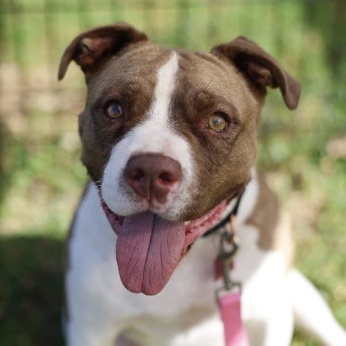 Photo of Cowboy, adoptable American Staffordshire Terrier in San Antonio, Texas