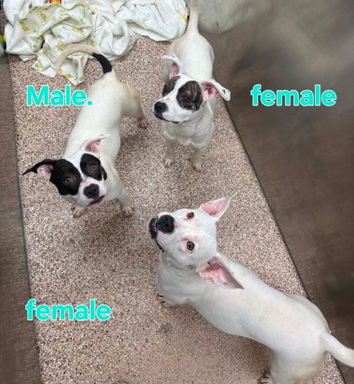 Photo of Leia, Han Solo and Sabine, adoptable Terrier in Martinsburg, West Virginia