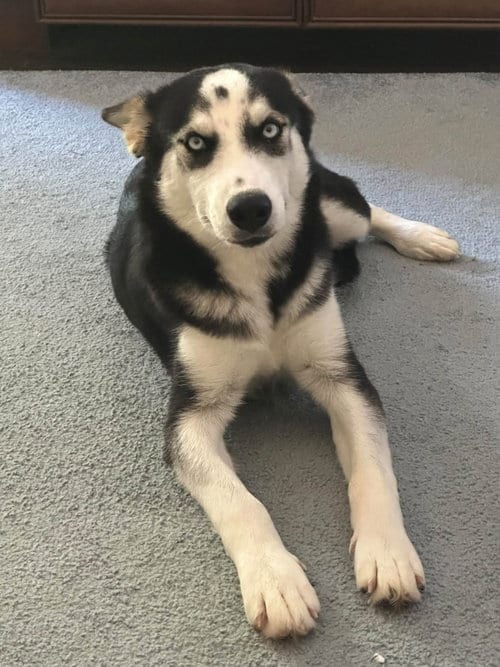 Photo of Bree, adoptable Siberian Husky in Carrollton, Texas