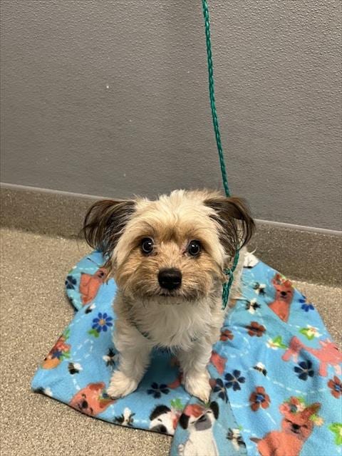 Photo of Squeak, adoptable Yorkshire Terrier Yorkie in Las Vegas, Nevada