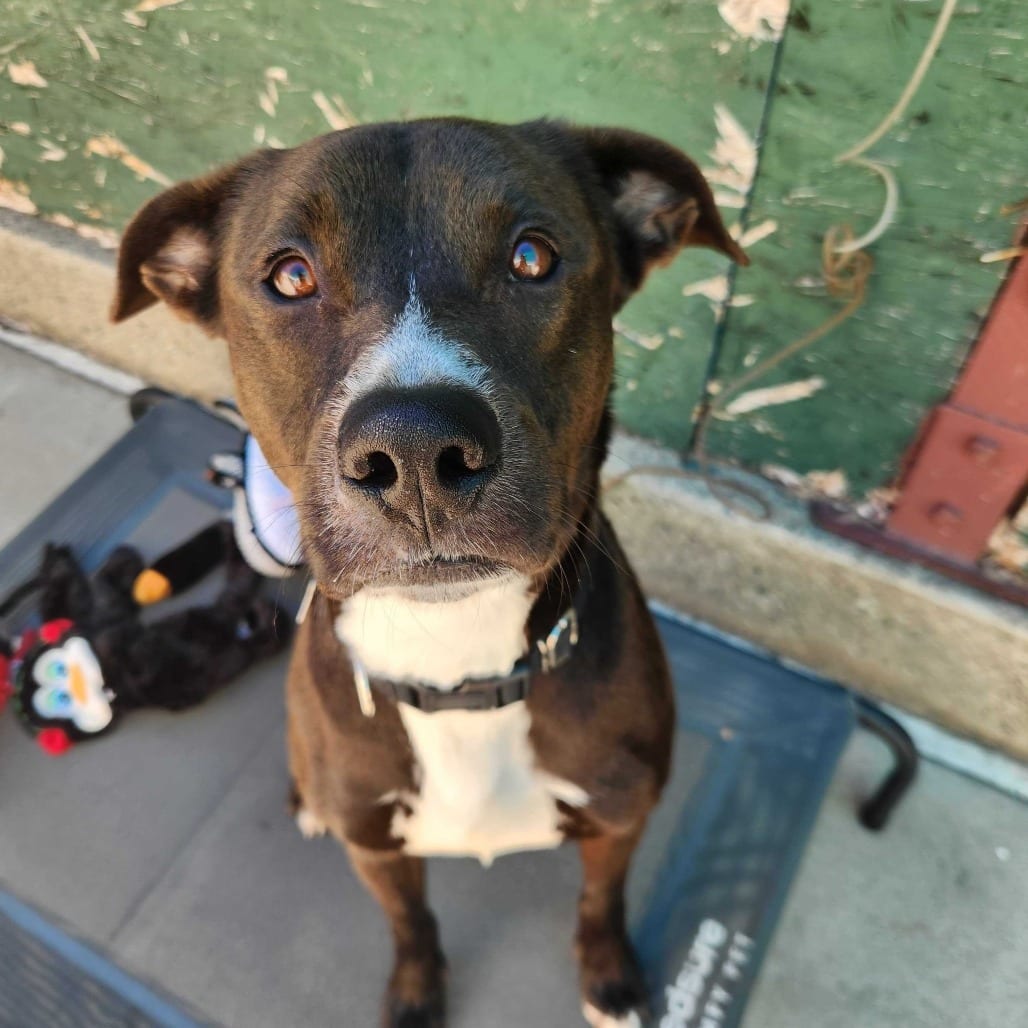 Photo of Guido, adoptable Mixed Breed (Medium) in San Francisco, California