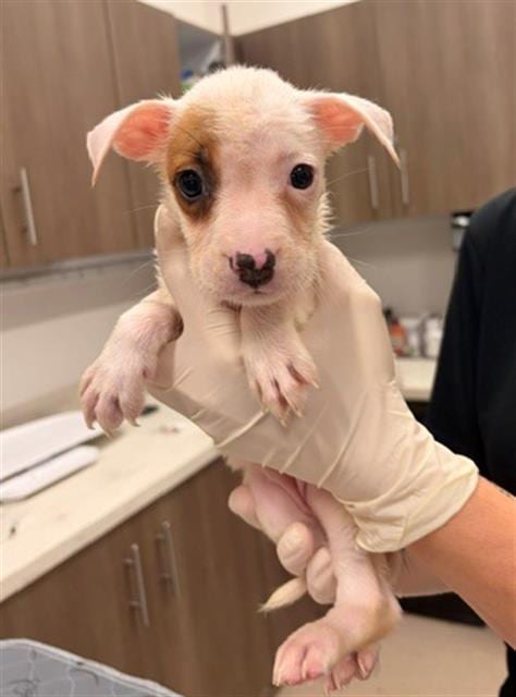 Photo of Marcie, adoptable Pit Bull Terrier in Baytown, Texas