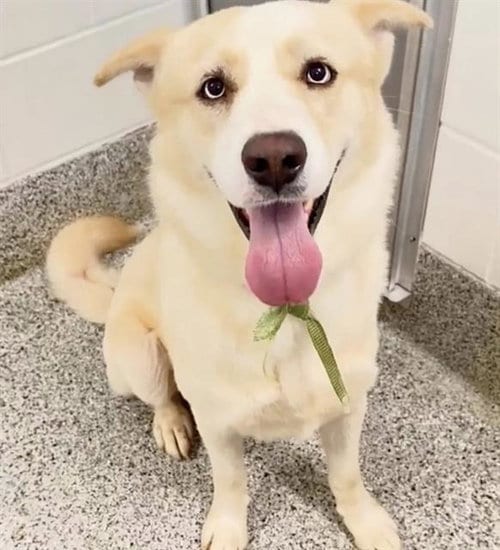 Photo of Blue, adoptable Labrador Retriever in Houston, Texas