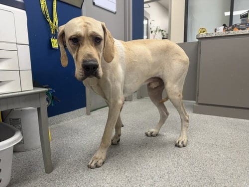 Photo of Tiny, adoptable Great Dane in Pasadena, Texas